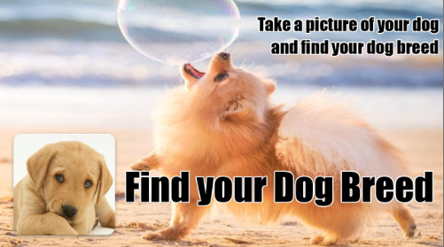 ѰҹƷ(Find Dog Breeds)